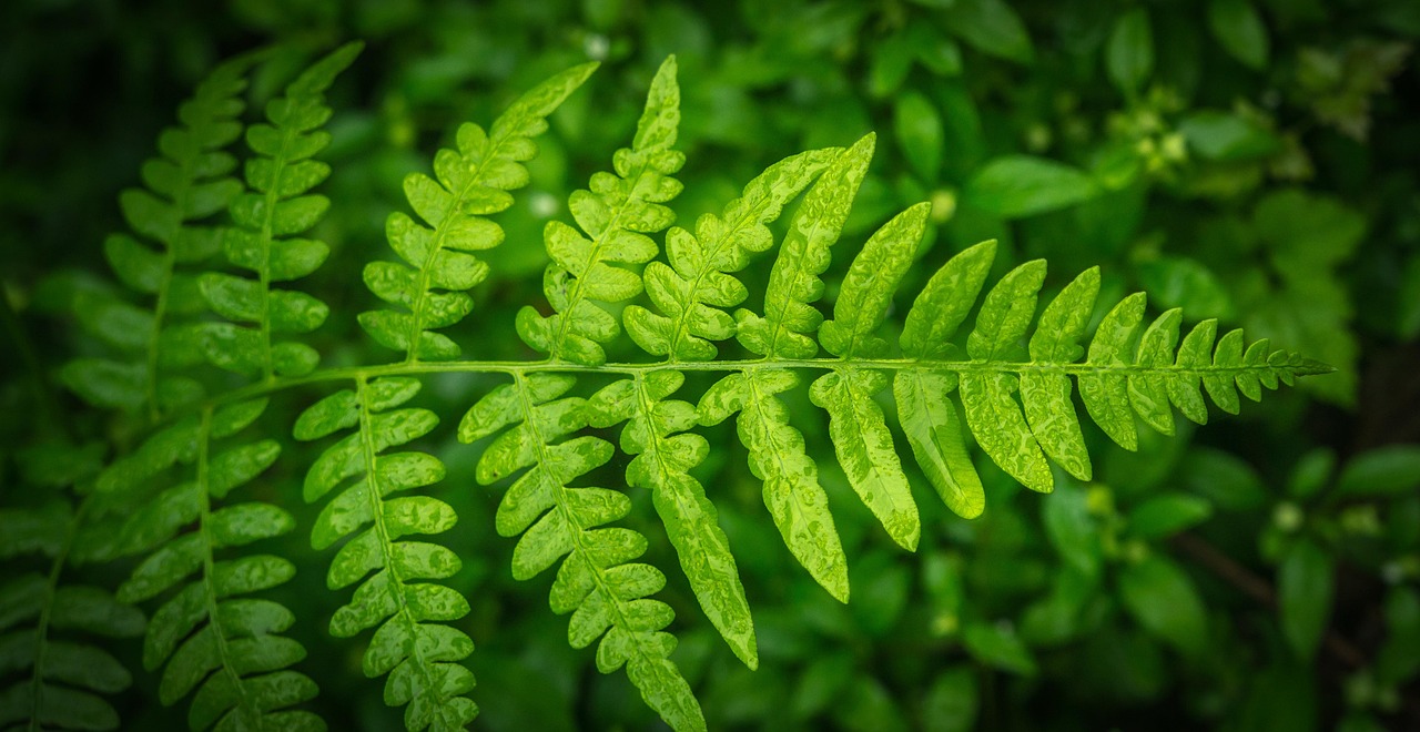 임업 지원사업 대상 자격 및 지원사업 품목&amp;#44; 보조사업