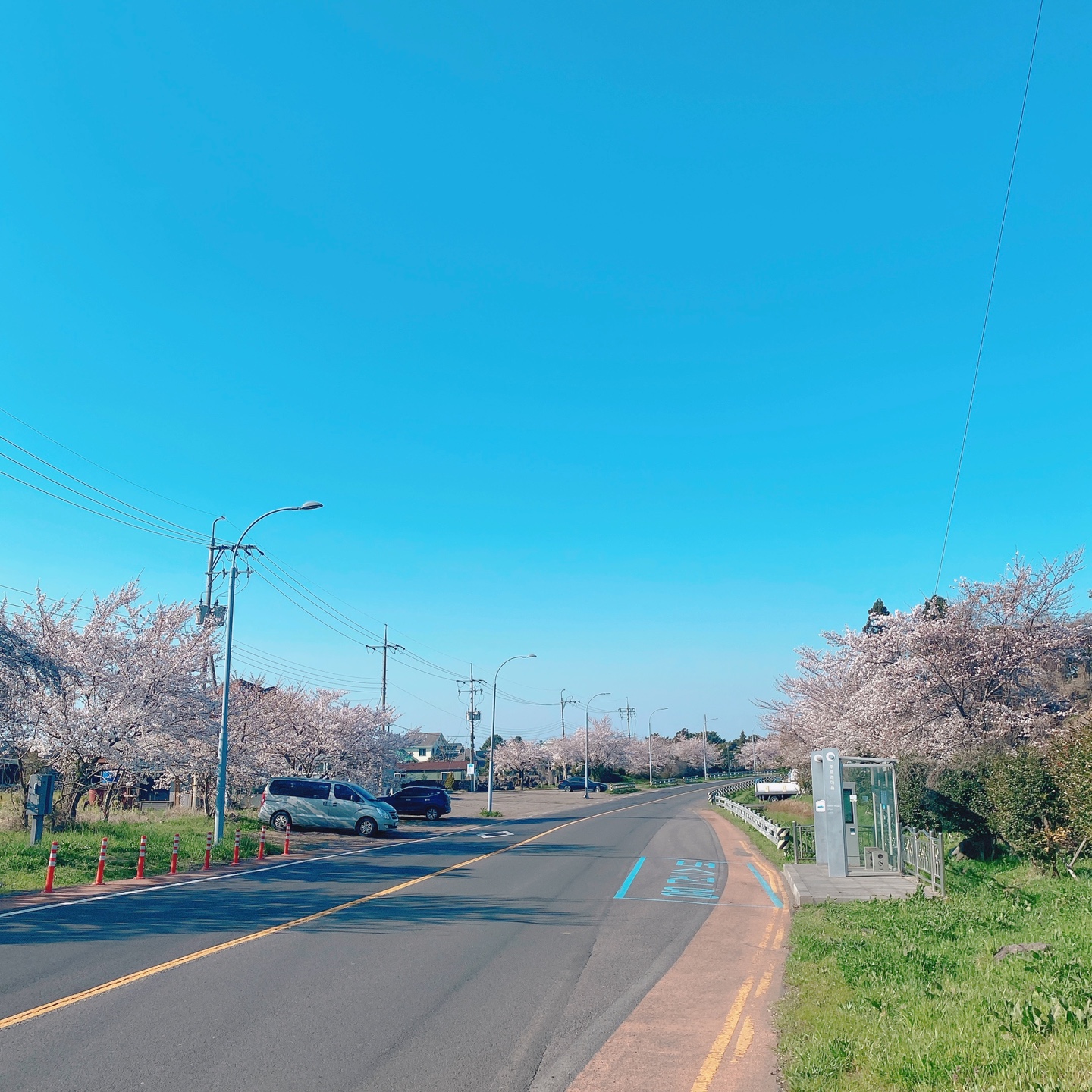 제주 신비마을 도깨비도로 벚꽃명소 레크레 카페