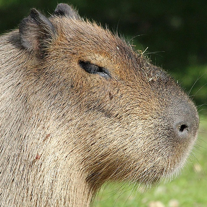 하이드로겔 선패치
