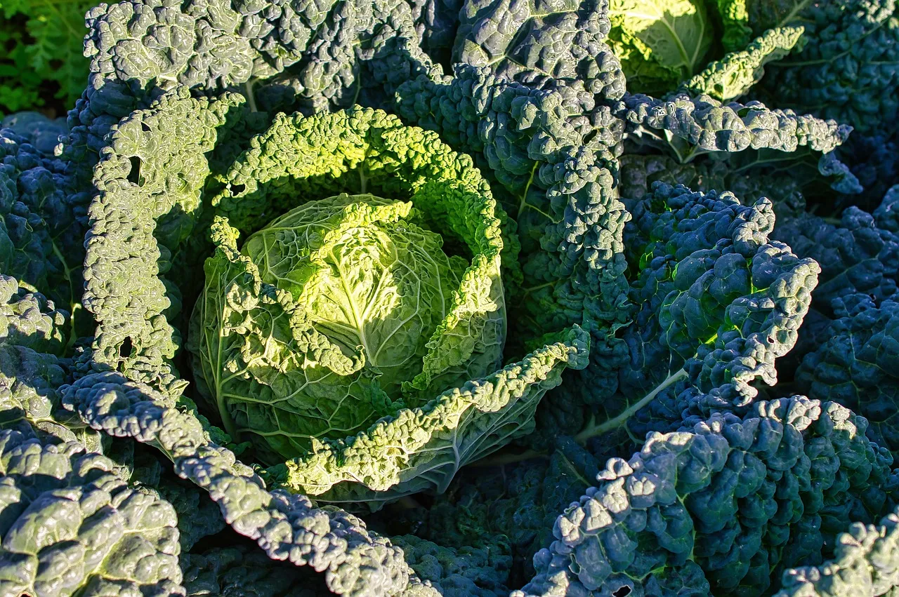 폴란드산 컬리케일분말