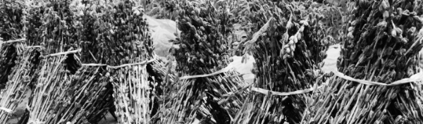 참깨 모종 심는시기