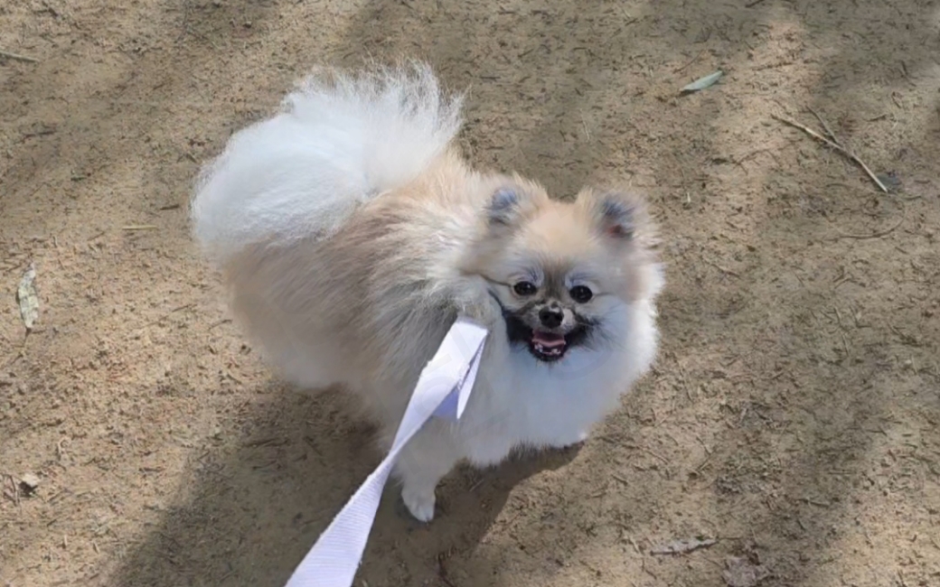 포메라니안