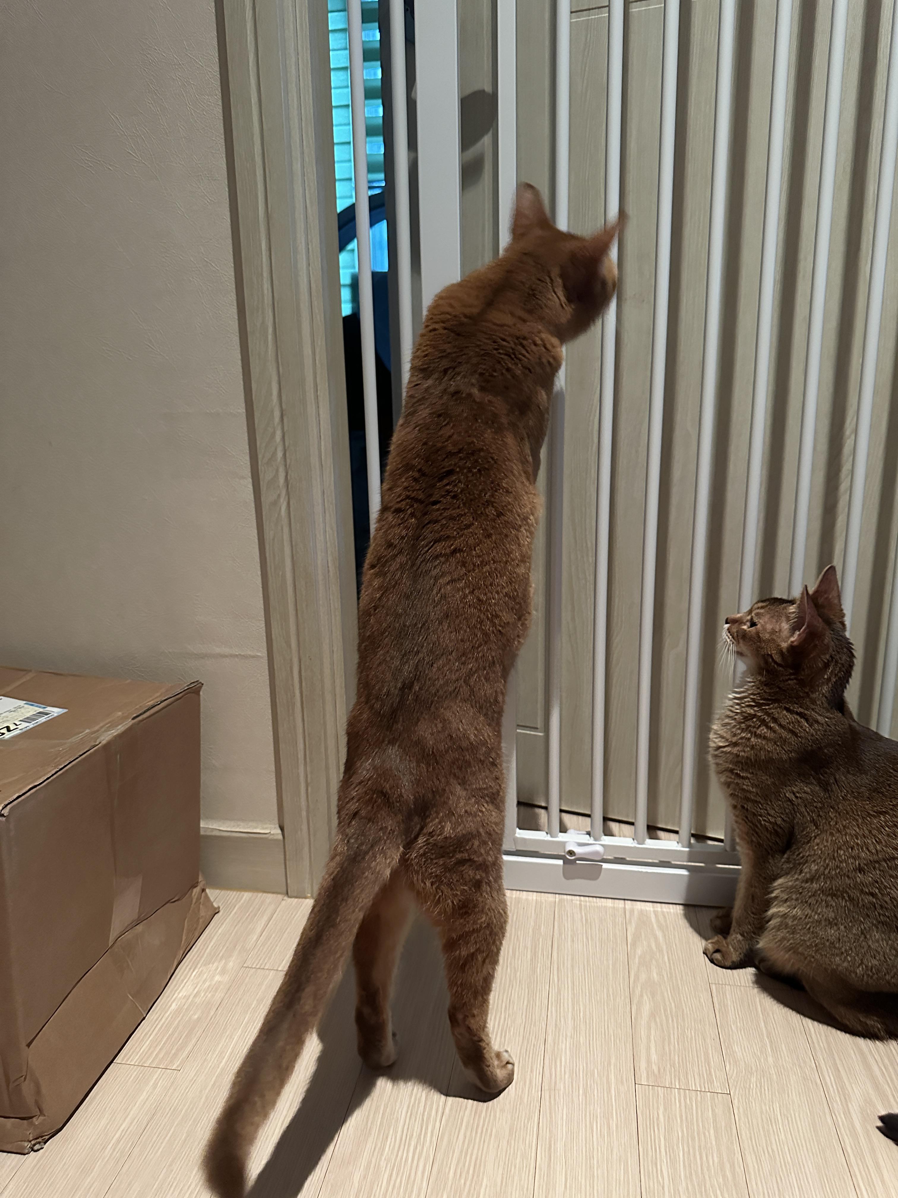 일어서있는_루나와_앉아있는_루디