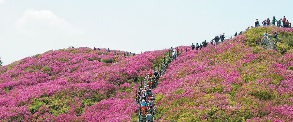 지리산 바래봉 철쭉