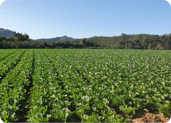 해남 (절임)배추 이미지/출처: 이마트몰 SSG홈페이지