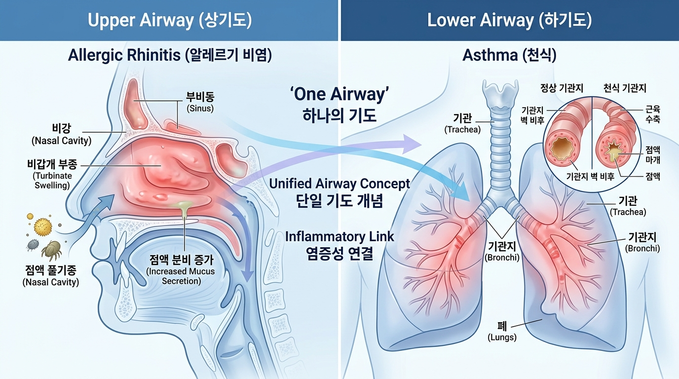Medical_educational_illustration_showing_the_connection