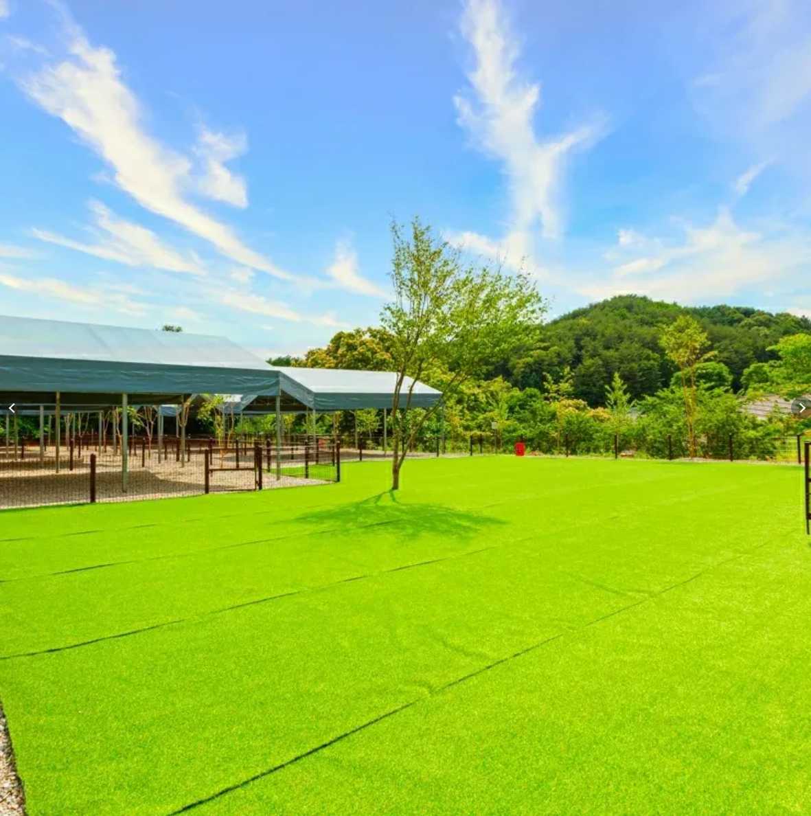 드루왈 애견캠핑장 운동장