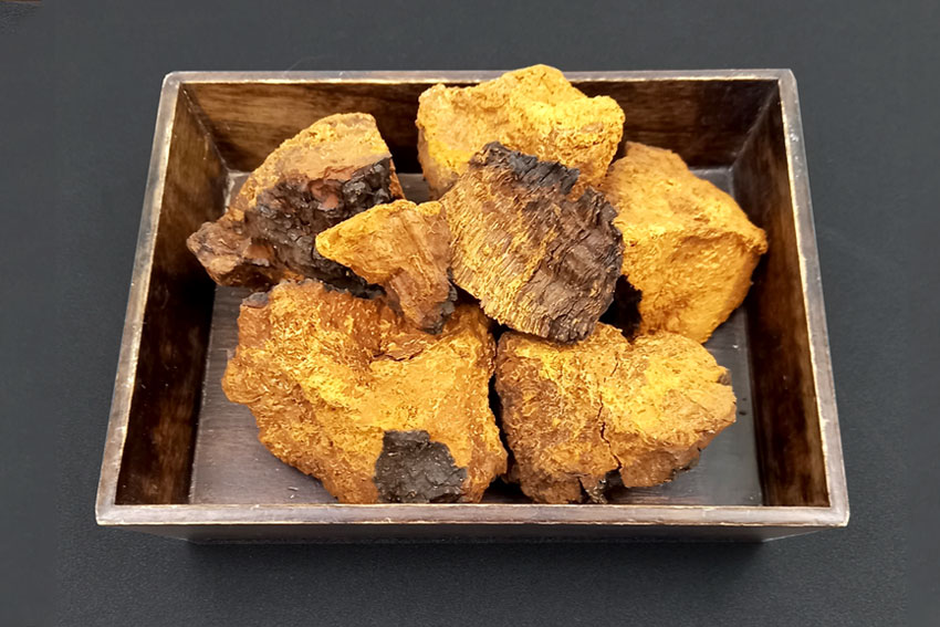 차가버섯 효능 및 부작용