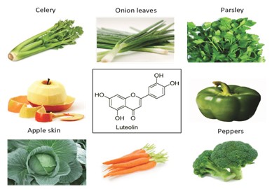 자연이 준 선물, 루테올린 효능/효과 및 부작용, 섭취방법