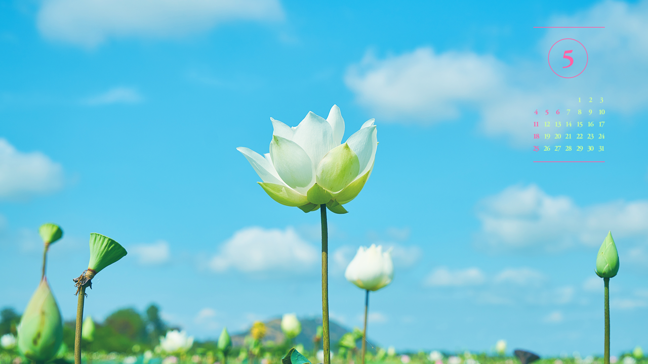02 백련 하늘배경 A - 2025년5월 노트북배경화면