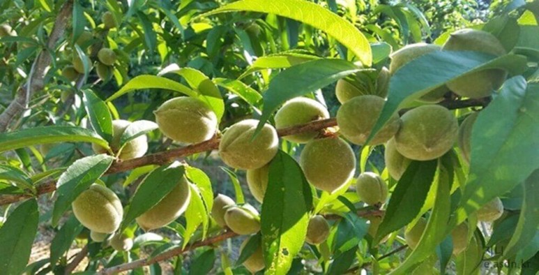 돌복숭아(개복숭아) 효능 5가지와 부작용 총정리