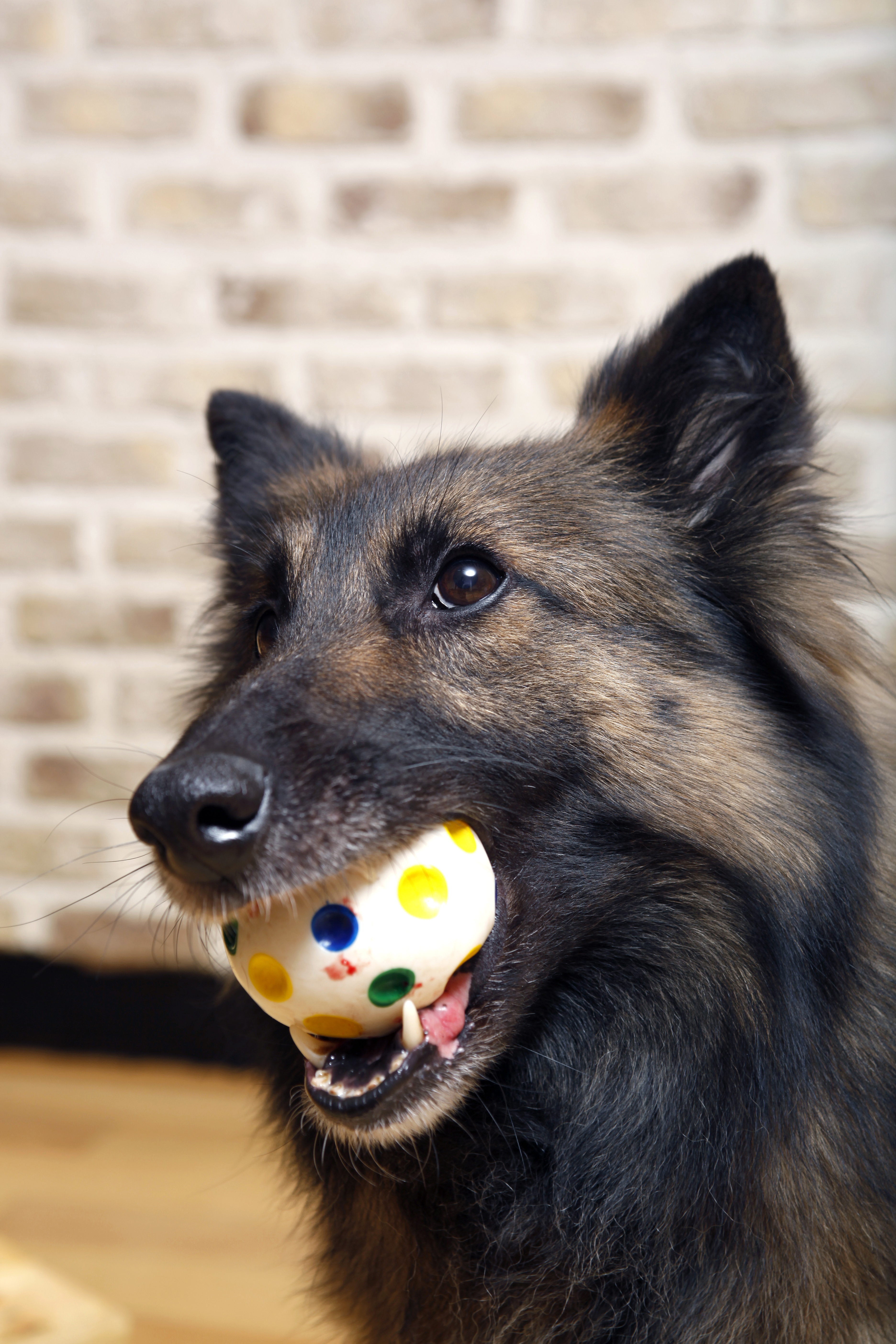 강아지 공물어오기 관련 사진