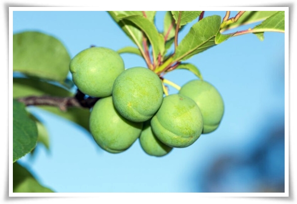 텃밭 "6월, 매실 수확하세요!" 초록빛 활력의 싱그러운 여름의 맛 매실!