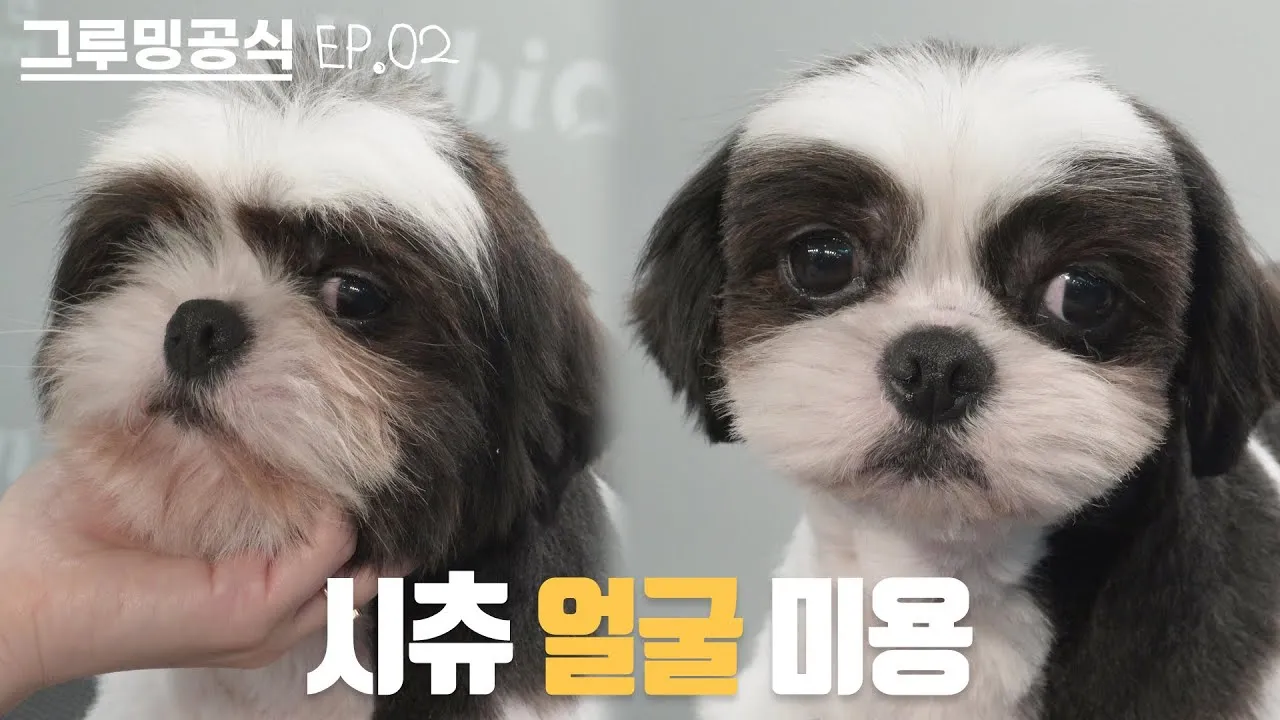 시츄 분양 가격 성격 장단점_5