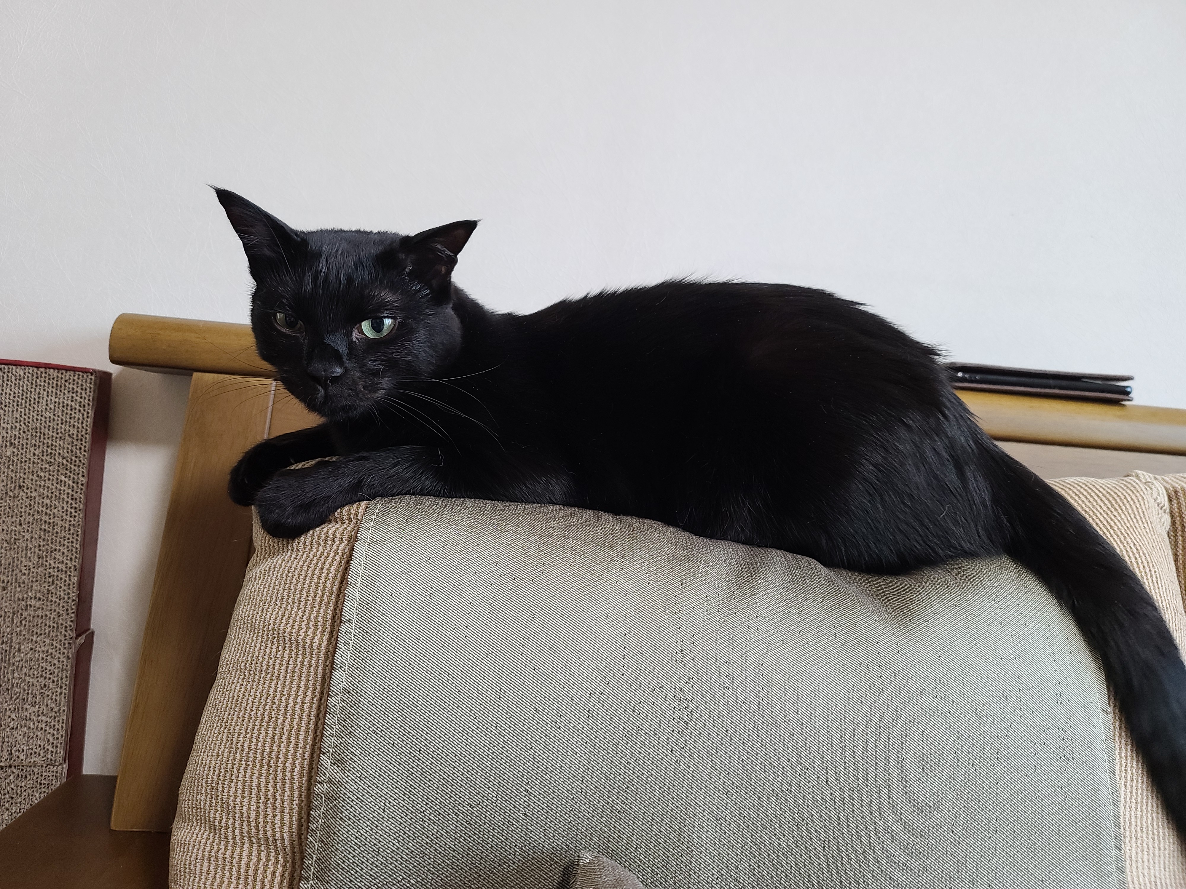 오늘은 어린이날. 우리집은 냥린이날! 냥린이날 아홉냥이들에게 보내는 엄마집사의 마음.