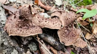 능이버섯 채취시기 산행 정보를 정리_12