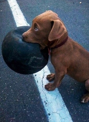 진한-ㄱ라색개가-배구공을-물어-터져있는-모습