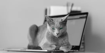 Russian Blue Cat/출처:어도비스톡