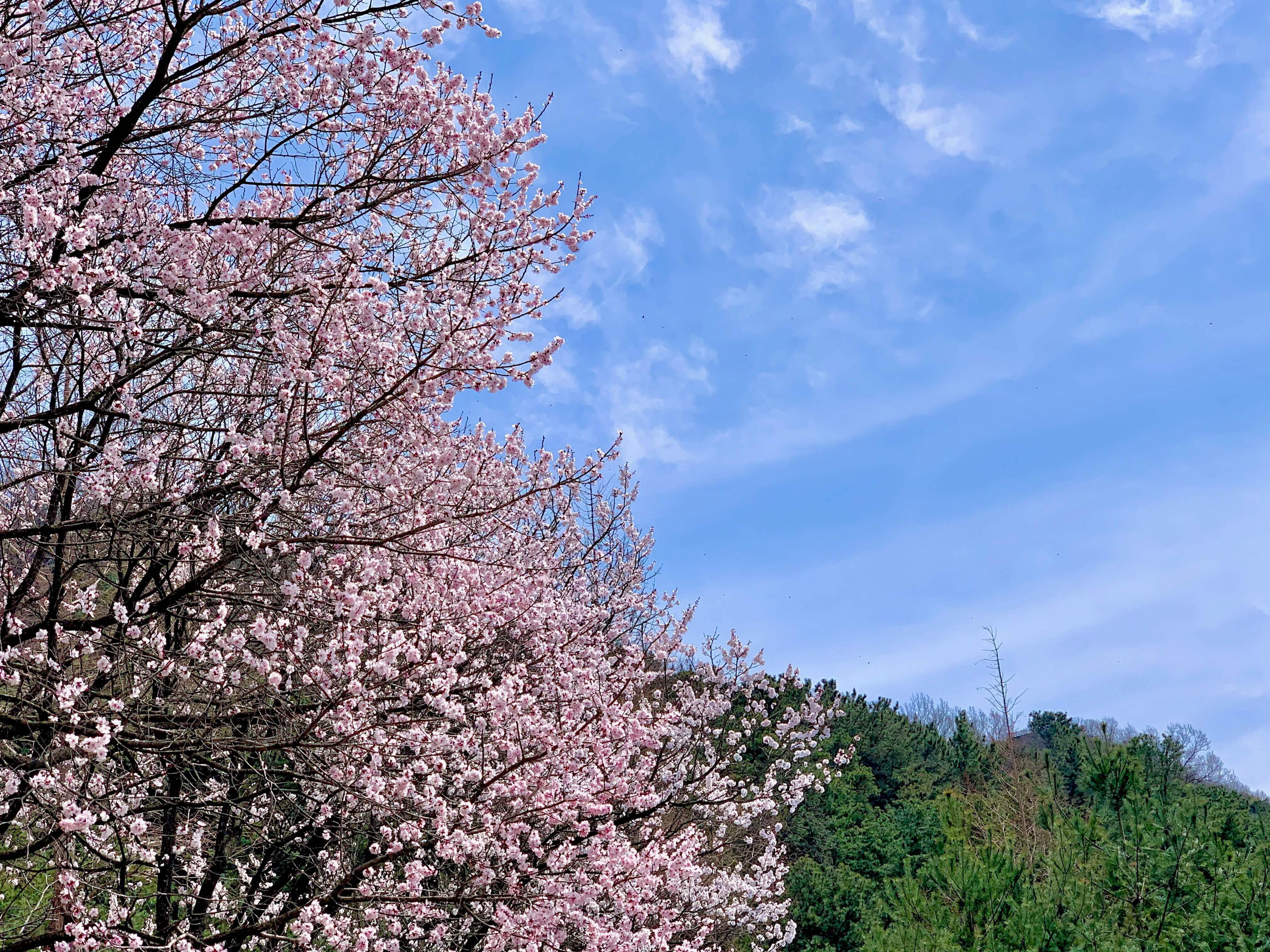 청남대 봄꽃축제 영춘제