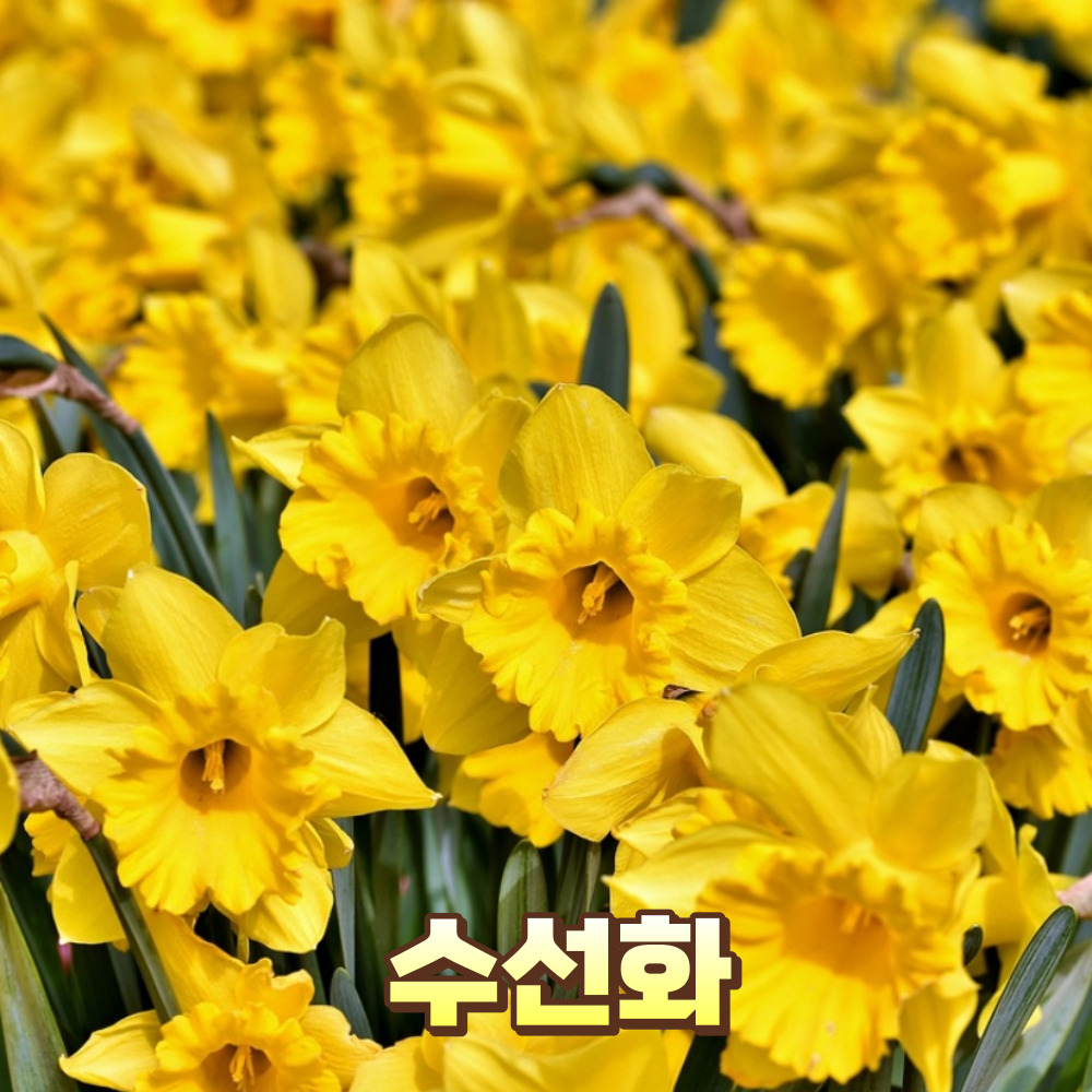 수선화 꽃말