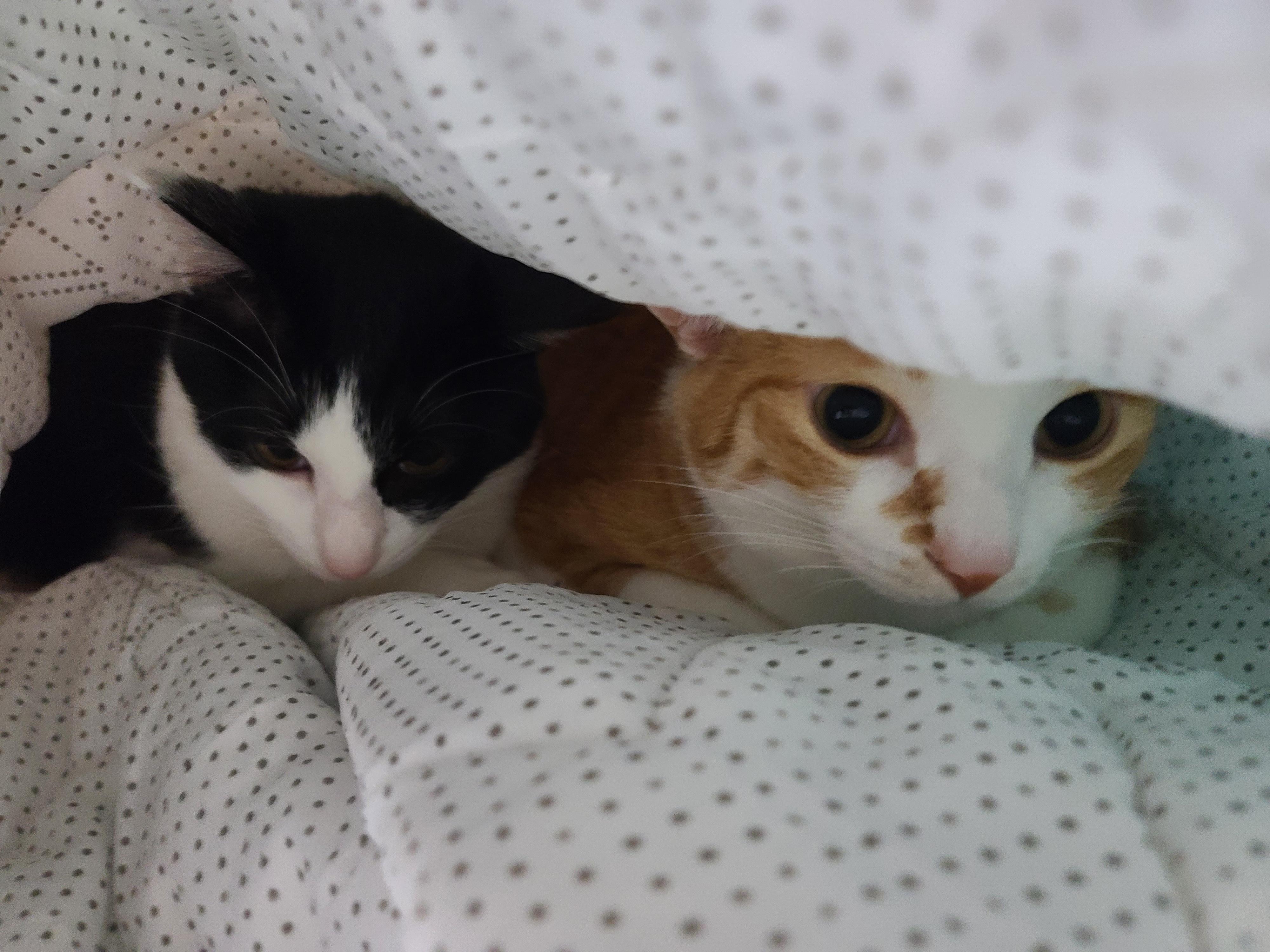 인기짱인 이불속 체험! 진상고객들과 늘어나는 대기자들..