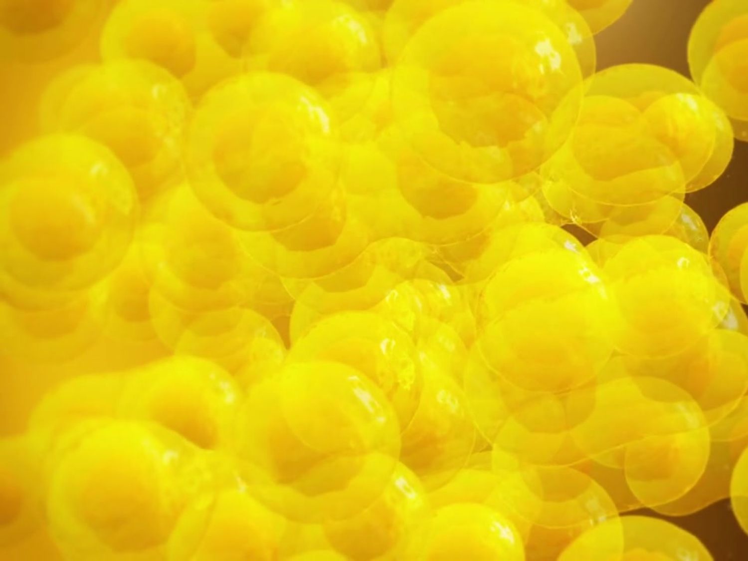 리포조말 비타민c 효능