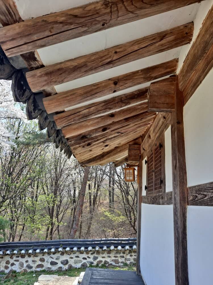 이천설봉공원벚꽃