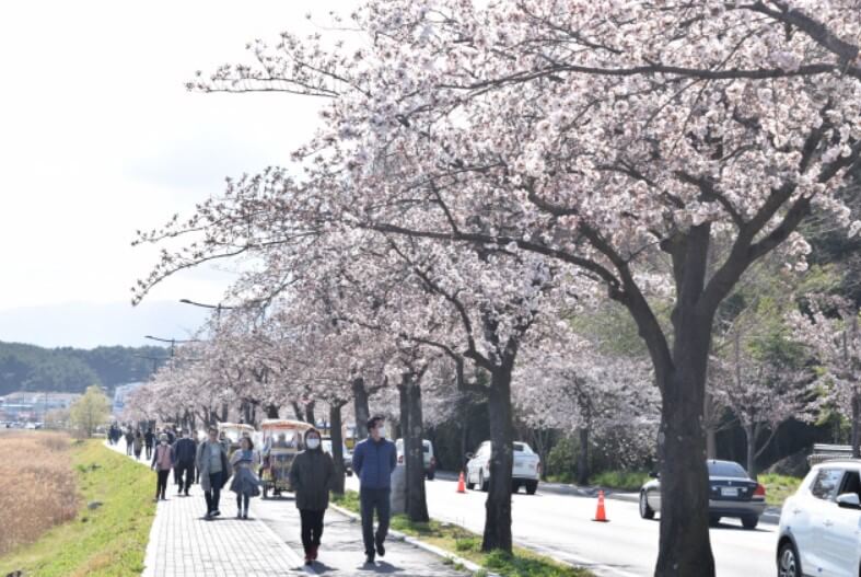 경포대 / 경포호 벚꽃길