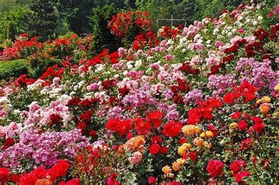 여러가지 장미꽃