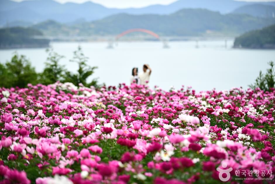 고흥 작약꽃밭