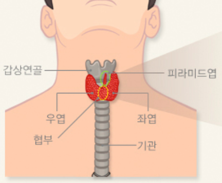 갑상선구조-이미지