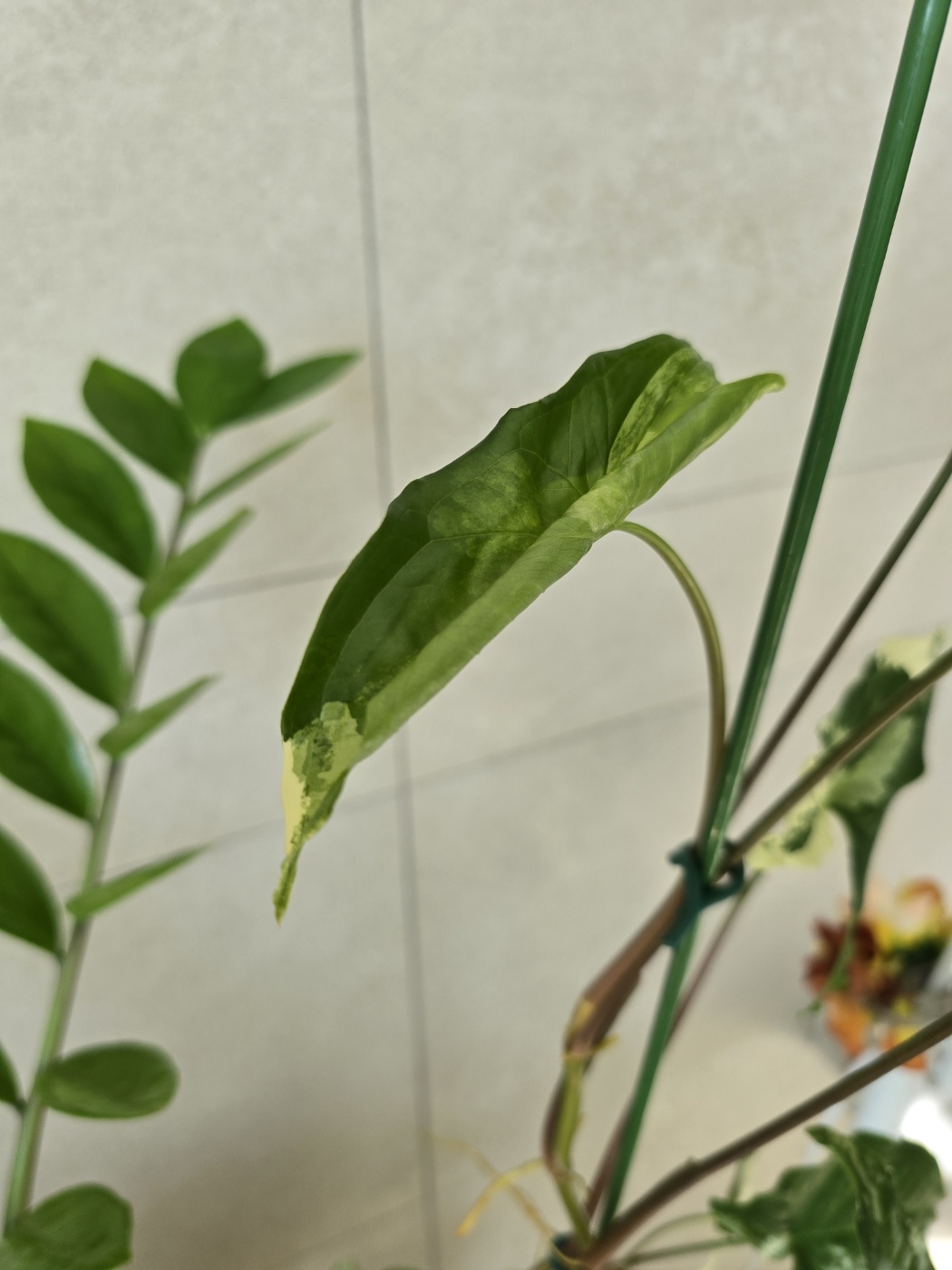 무늬싱고니움 분갈이 후