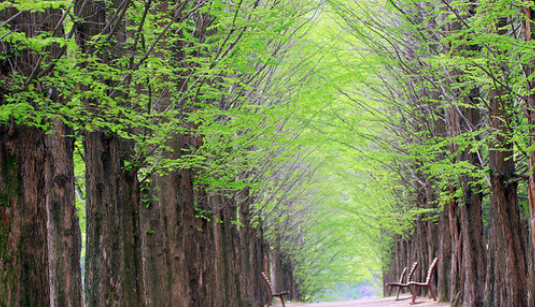 영월 메타세콰이어길의 봄 사진