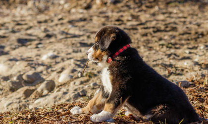 강아지 보습제 추천 제품 TOP 5 관련 사진