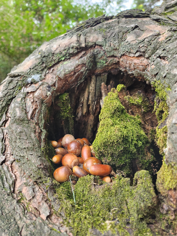경기도힐링숲길 융건릉