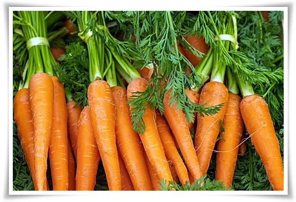 텃밭 "7월에 심기 좋은 작물" 가을 수확을 기대하는 황금 작물!