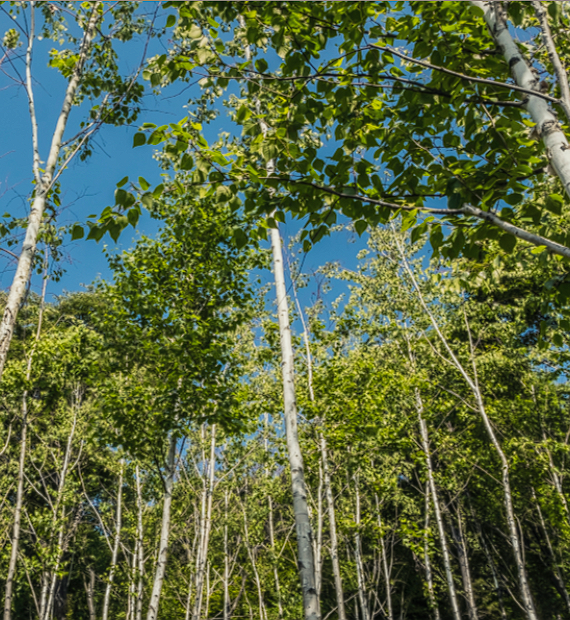 화담숲 예약 할인