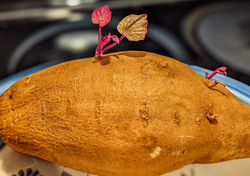 당뇨에 좋은 음식