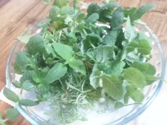 세이지 재배 삽목 번식 배수성 좋은 흙 가지치기_7