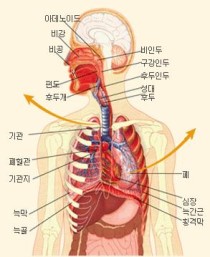 호흡-시스템