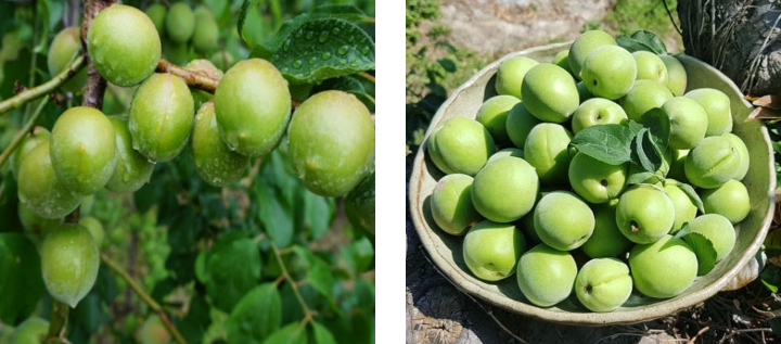 왼쪽에는 나무에 달린 녹색에 이슬이 맺혀 있는 청매실이고 오른쪽에는 수확을 끝낸 것으로 보이는 청매실이 큰 그릇에 담겨 있습니다.