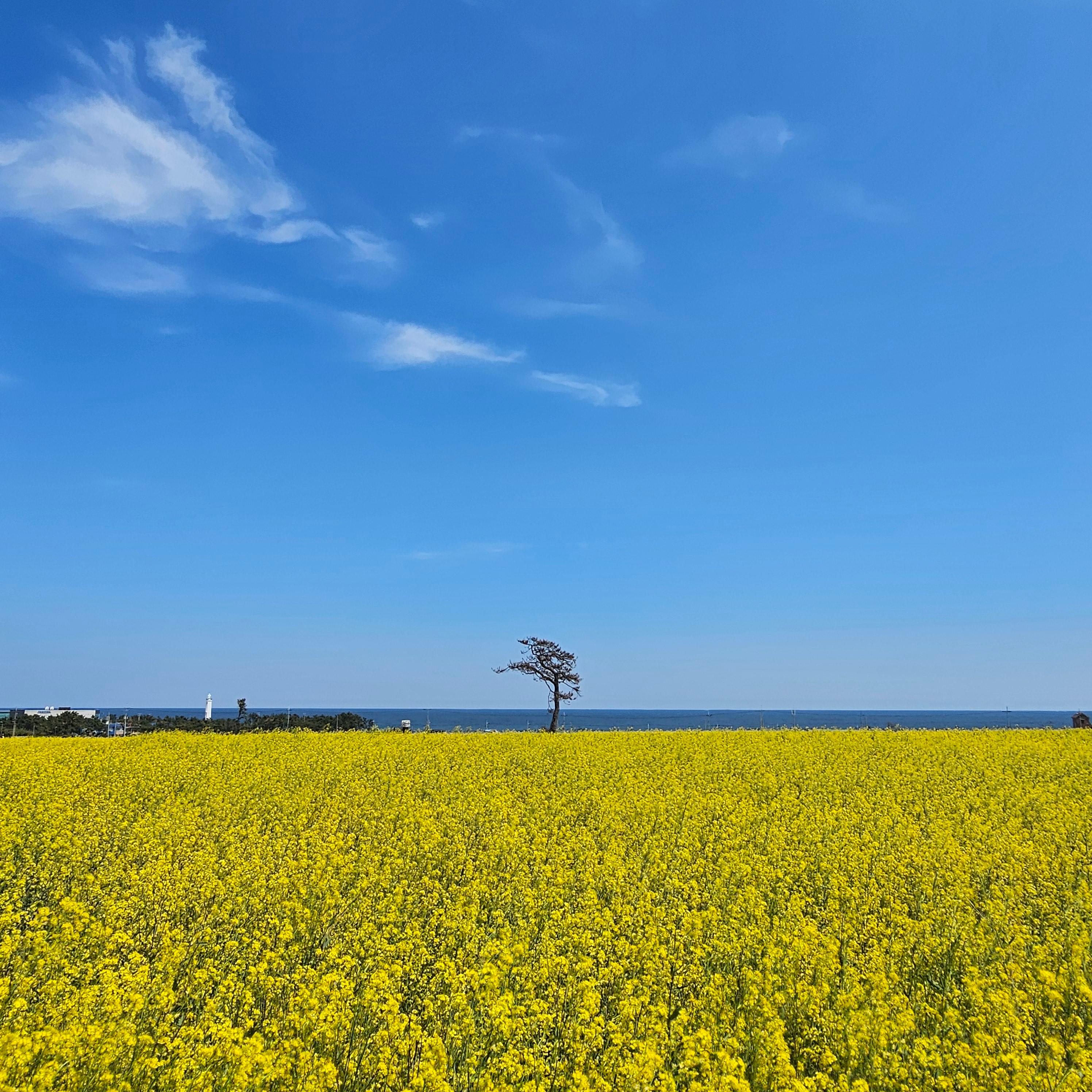 포항 호미곶 유채꽃에 바다를 담다