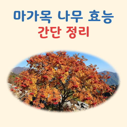 마가목 나무 효능 대표 이미지