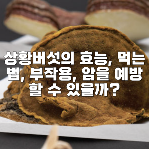 상황버섯