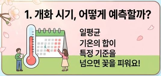벚꽃상식