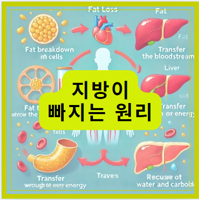 지방이 빠지는 원리