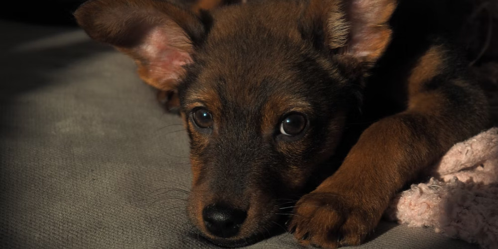 강아지 똥먹는 이유 5