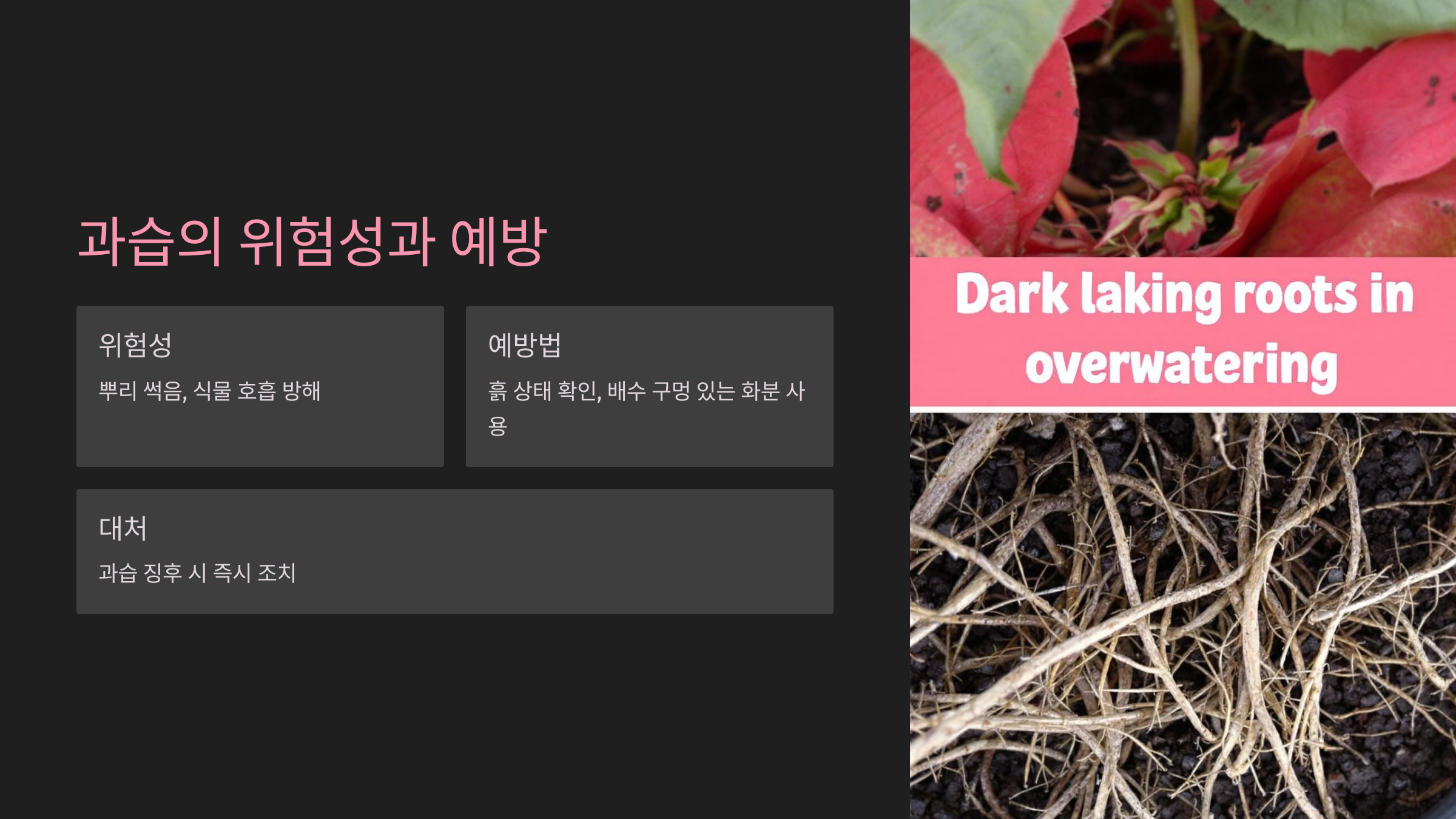 과습의 위험성과 예방