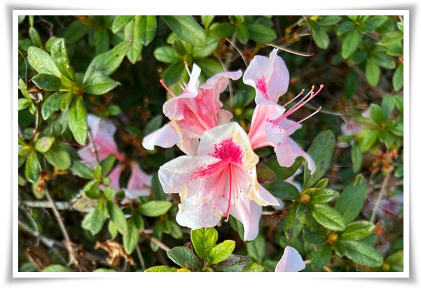 "진달래꽃" 나보기가 역겨워 가실 때에는 ... 봄을 알리는 분홍빛 향연!