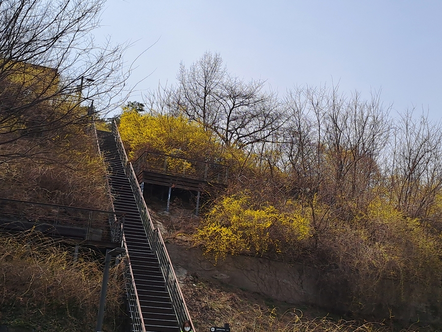 응봉산너머-개나리꽃-03